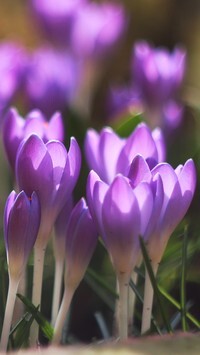 Oryginalny obrazek
