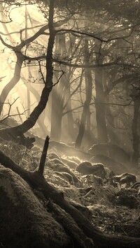 Szary + Sepia