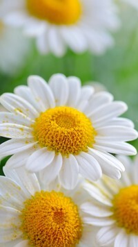Oryginalny obrazek