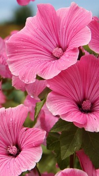 Oryginalny obrazek