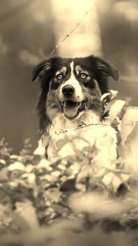 Szary + Sepia