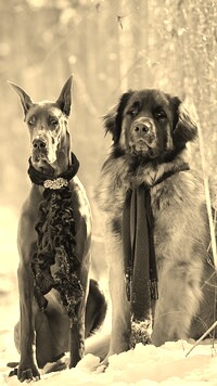 Szary + Sepia