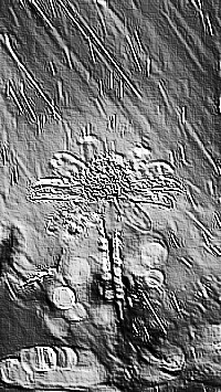 Skamielina