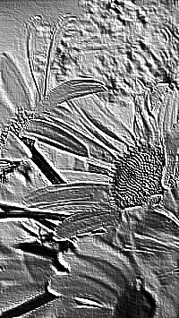 Skamielina