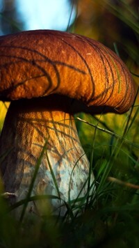 Oryginalny obrazek