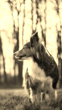 Sepia