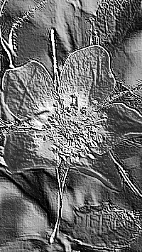 Skamielina