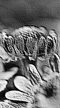 Skamielina