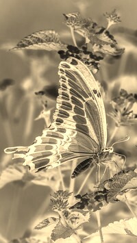 Sepia + Negatyw