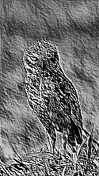 Skamielina