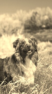 Szary + Sepia