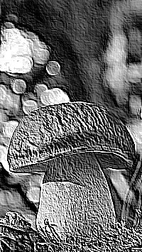 Skamielina