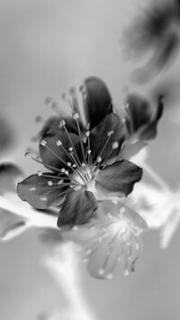 Szary + Negatyw
