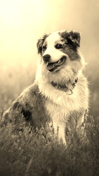 Szary + Sepia