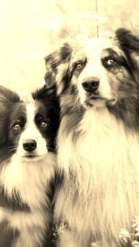 Szary + Sepia