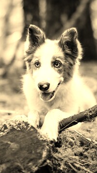 Sepia