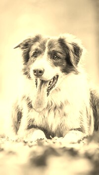 Szary + Sepia