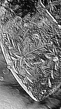 Skamielina