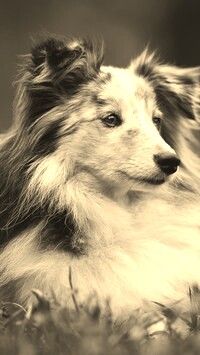 Sepia