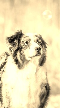 Szary + Sepia
