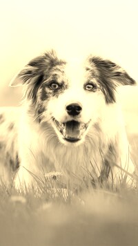 Szary + Sepia
