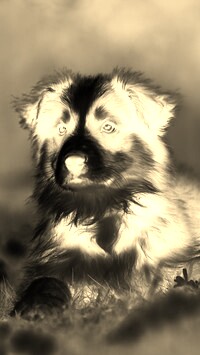 Sepia + Negatyw