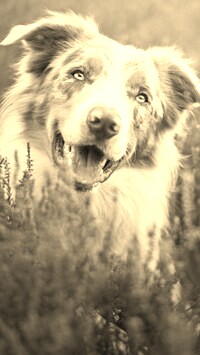 Szary + Sepia
