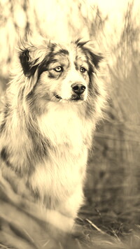 Sepia