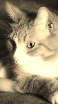 Szary + Sepia