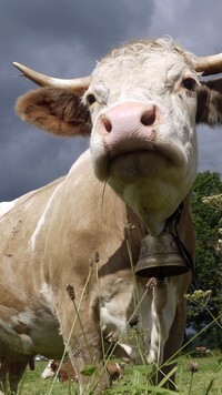 Oryginalny obrazek