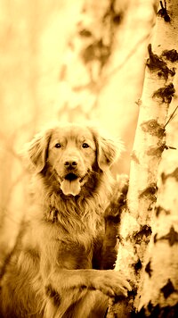 Sepia