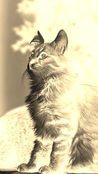 Sepia + Negatyw
