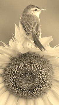 Szary + Sepia