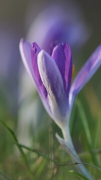 Oryginalny obrazek