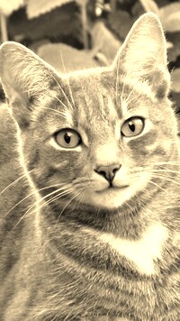 Sepia