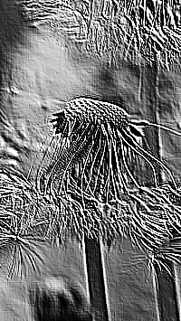 Skamielina