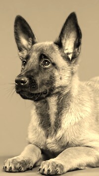 Szary + Sepia