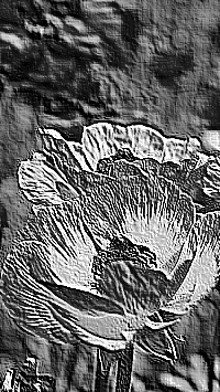 Skamielina