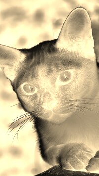 Sepia + Negatyw