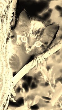 Sepia + Negatyw