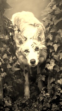 Szary + Sepia