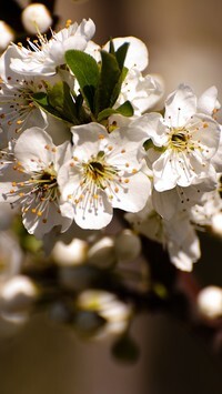 Oryginalny obrazek