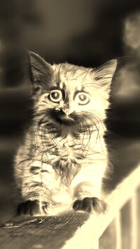 Sepia + Negatyw