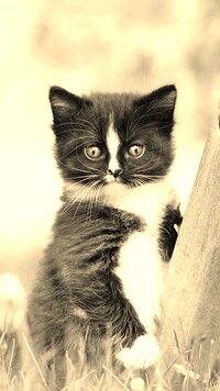 Szary + Sepia