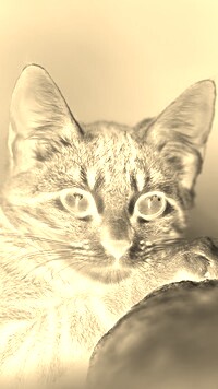 Sepia + Negatyw