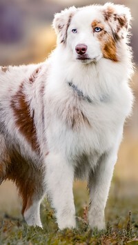 Oryginalny obrazek