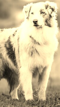 Sepia