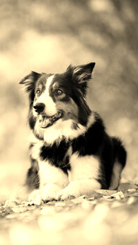 Sepia