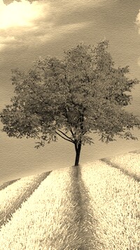 Szary + Sepia