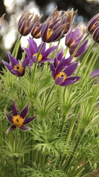 Oryginalny obrazek
